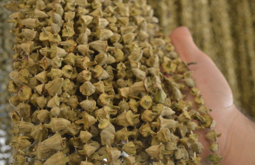 Fiyatı 200 TL'yi buldu! Kayseri'de bir kilo için bin tane toplanıyor