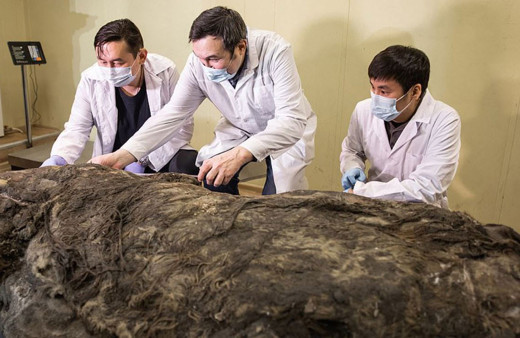 Sibirya'da keşfedildi 40 bin yıldır buzulda korunmuş tüyleri bile üzerinde