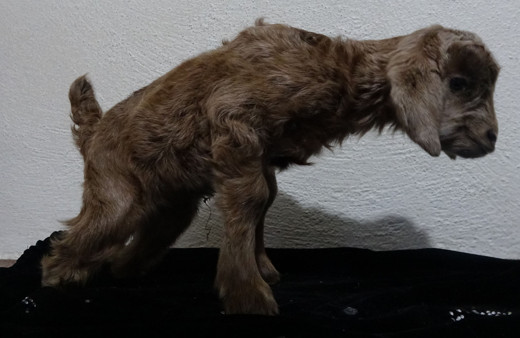 Hakkari'de gören hayret etti! Gözyaşlarını tutamadı eve aldılar