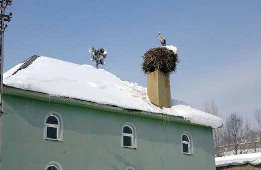 Hakkari'de köyden 6 yıldır göç etmeyen leylek! Köylülerin taktığı isim güldürdü