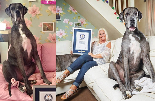 Freddy 'Dünyanın en uzun köpeği' unvanına sahipti! 8 yaşında hayatını kaybetti