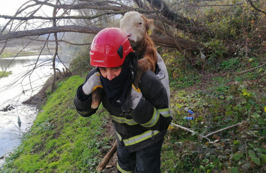 Ordu'da balçığa saplanan danayı sırtında taşıdı itfaiye görevlisi yürekleri ısıttı