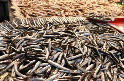 Hamsinin kilosu ucuz olunca vatandaş yoğun ilgi gösterdi