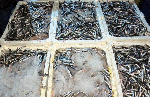 İstanbul Boğazı'nda av yasağı kalktı, ilk hamsiler balık haline geldi