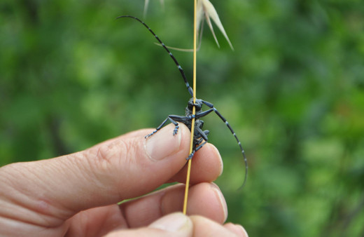 Trabzon'da böcek tehlikesi nedeniyle sökülen fındık bahçeleri tarlaya dönüşüyor