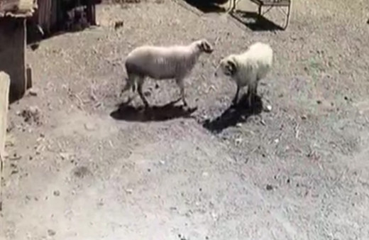 Amasya'da kafa kafaya çarpışan koçlar öfkelerinin kurbanı oldu