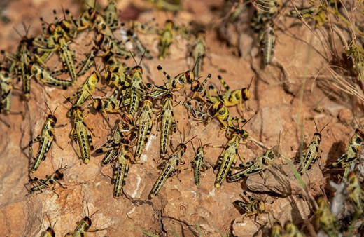 Çekirge istilası nedeniyle olağanüstü hal ilan edildi her şeyi yok ediyor