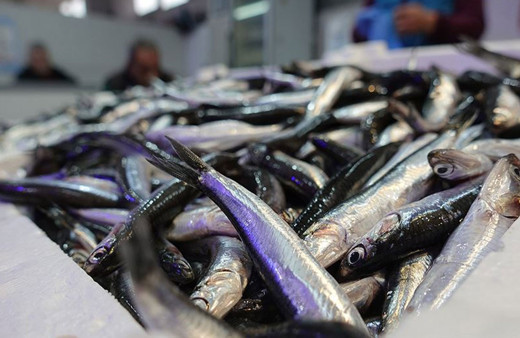 Hamside av yasağının biteceği tarih belli oldu