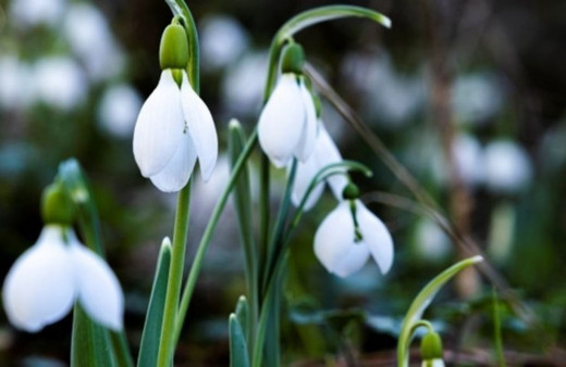 Spil Dağı Milli Parkı'ndaki kardelenleri koparmanın cezası 80 bin 465 lira