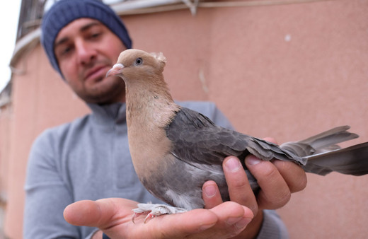 Konya'da otomobil fiyatına güvercin olur mu demeyin Almanya'ya dudak uçuklatan satış!