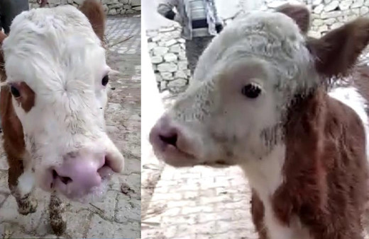 Sivas'ta bu buzağıyı görenler şaşkına döndü! Nedeni GDO'lu yemler mi?