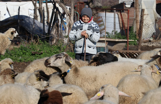 Tarım ve Orman Bakanı Pakdemirli'den küçük çoban Şevki'ye hediye