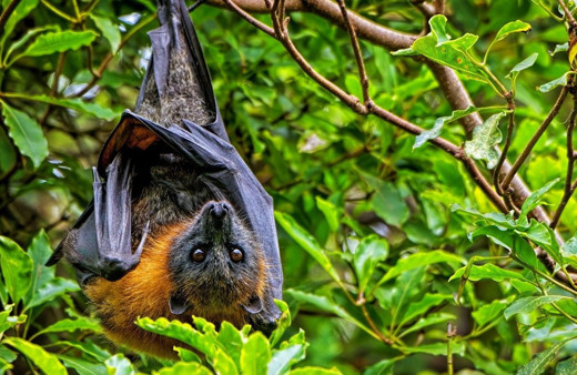 Yeni virüs ortaya çıktı yayılmaya başladı! Sars-CoV-2 ile yüzde 93,6 benzerlik gösteriyor