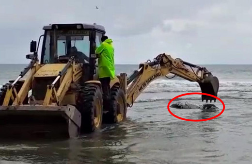 Aydın'da dehşete düşüren görüntü! Sahile inenler korkuya kapıldı!