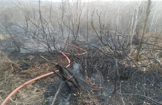 İstanbul Beykoz'da orman yangını çıktı