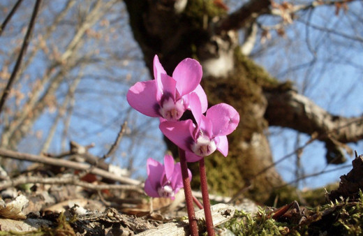 Cemre düşmesi sırası 2021 ilk cemre düştü mü ne zaman?