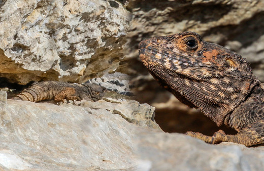 Böylesi daha önce görülmedi! Mardin ve Diyarbakır'da ortaya çıktı: Bu işte bir tuhaflık var