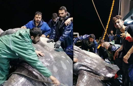 Adana'da balıkçılar telefona sarıldı! Çok nadir görülüyor