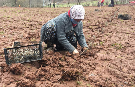 Bartın'da üretilip altın fiyatına satılıyor! Parfüm yapımında kullanılıyor
