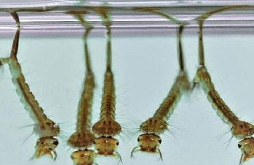 Prof. Dr. Ali Satar'dan 'sivrisinek' uyarısı! "Önlem alınmalı, insandan insana virüs bulaştırırlar"