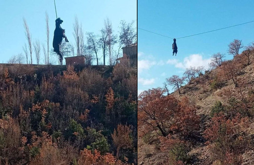 Sinop'ta boynuzu tellere takılan keçi metrelerce yüksekte asılı kaldı