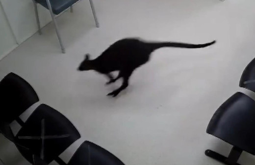 Avustralya’da yolunu kaybeden kanguru hastaneye daldı