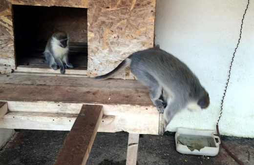 Muğla'da polisi şaşkına çeviren görüntü! Bağ evinde ele geçirildi