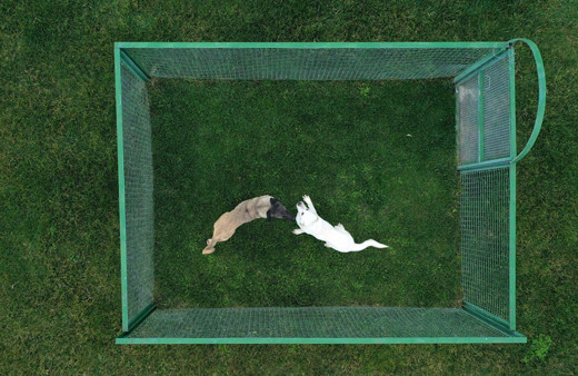 Bu köpeklere sahip olmak isteyen aylarca bekliyor! Dilekçeyle başvuruluyor tanesi 5 bin lira