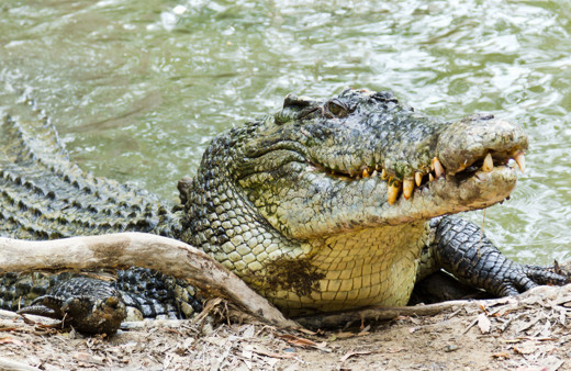 Avustralya'da 4 metreden uzun timsahın midesinde insan kalıntıları bulundu