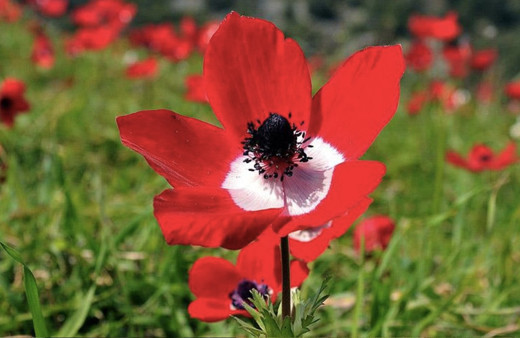 Cemre ne zaman düşecek 2021 ilk cemre nereye düşer?