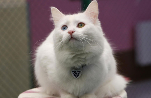 Koronavirüs salgını kedileri de vurdu! Salgın döneminde kedilerde davranış bozukluğu oldu