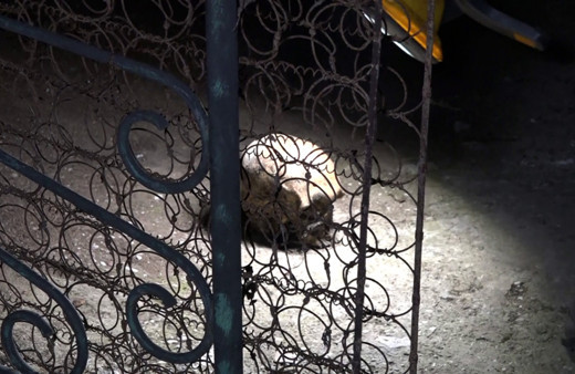 Antalya'da bir evin bahçesinde kafatası bulundu