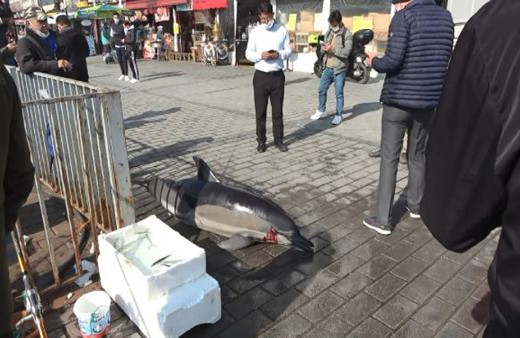 Karaköy İskelesi'nde ölü yunus bulundu