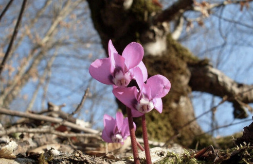 Cemre düşme sırası ikinci cemre nereye düşer tarihi