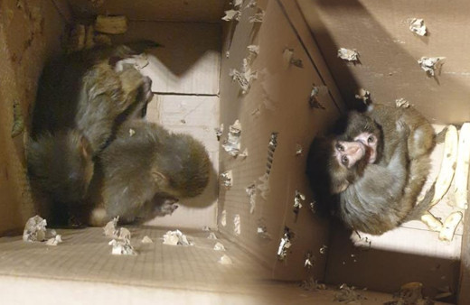 Yasadışı yollarla ülkeye sokuldu! Şırnak'ta otomobilde bulundu koruma altına alındı