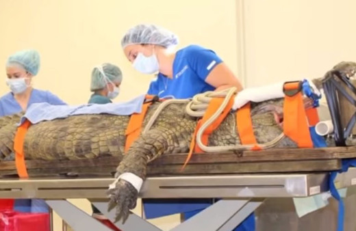 ABD’de dev timsah yutmuştu 2 ay sonra güçlükle çıkardılar