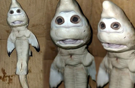 Gören gözlerine inanamadı! Endonezya'da insan yüzlü yavru köpek balığı bulundu