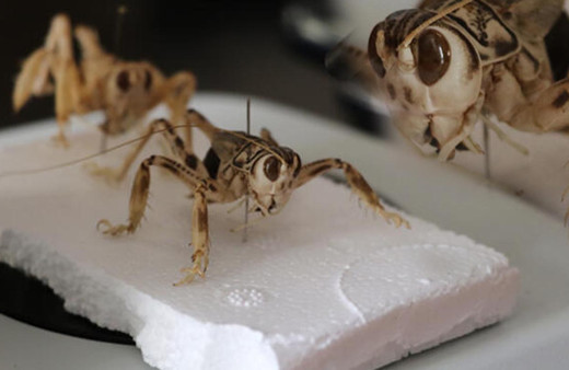 Bir asırdır kimse görmemişti! Kendi kendine üreyebilen yamyam çekirge Türkiye'de