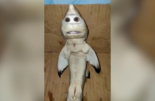 İnsan yüzlü yavru köpek balığı bulundu! Mutasyon geçirmiş