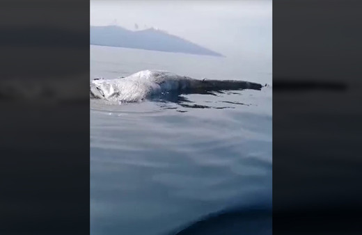 Hatay açıklarında balıkçıların kamerasına ölü balina takıldı