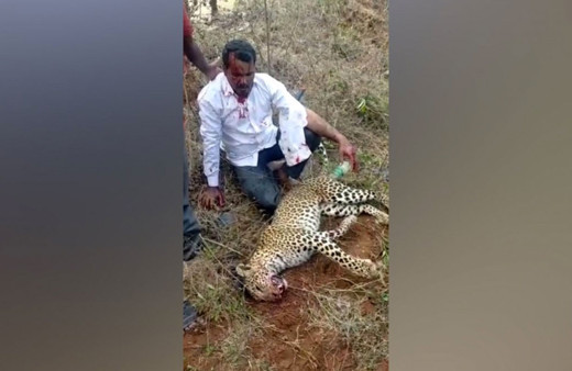 Hindistan'da bir adam ailesine saldıran leoparı elleri ile öldürdü