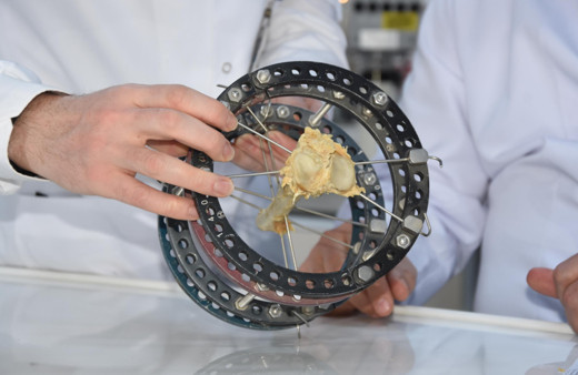 Türk bilim insanları kudret narının kemik kırığı tedavisinde kullanılabileceğini ispatladı