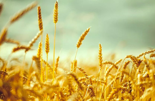 Buğday ve mısırda kriz büyüyor fiyatlar uçuyor