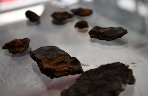 Şırnak dağlarında midye fosili bulundu