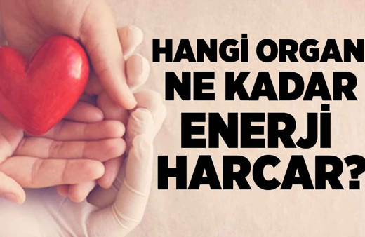 Hangi organ ne kadar enerji harcar?