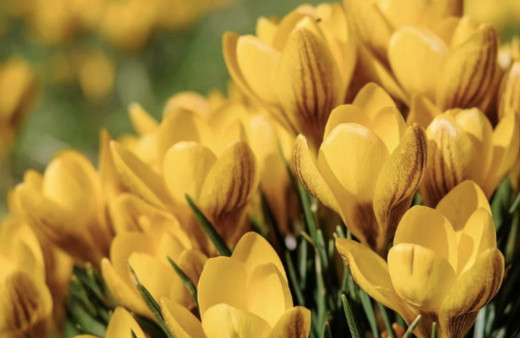 Cemre nedir neye benzer? 2021 Cemre düşme sırası