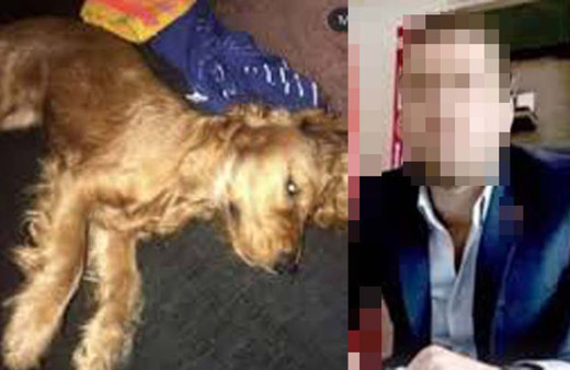 Ankara'da iğrenç olay! Gece köpek sesini duyup eve gelince şok oldu: Kanepede, kan, dışkı, tüy...