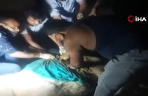 Hindistan'da ineğin midesinden çıkanlar görenleri şaşırttı! 71 kilo...