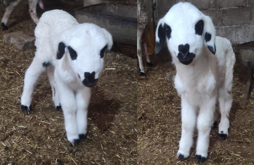 Mardin'de kuzunun burnunu gören şaştı kaldı! Kimse inanamadı
