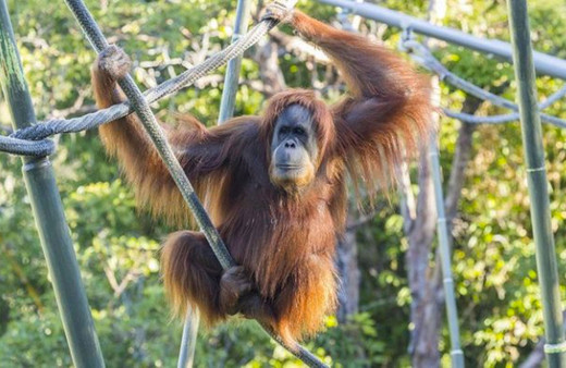 ABD'de orangutan ve bonobolar üzerinde Covid-19 aşısı denendi